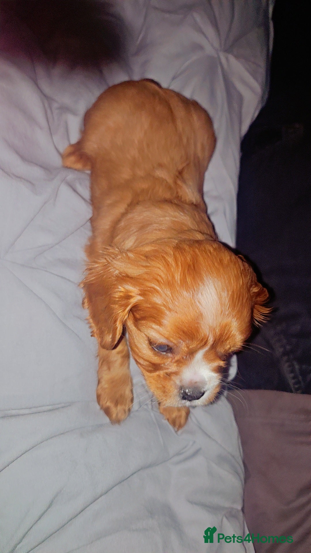 Cavalier King Charles Spaniel dogs for sale: Cavalier king charles puppys READY NOW pedigree KC - Advert 29