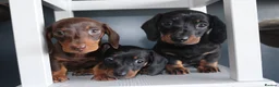 Miniature Dachshund dogs for sale: Beautiful miniature dachshund puppies  - Advert 2
