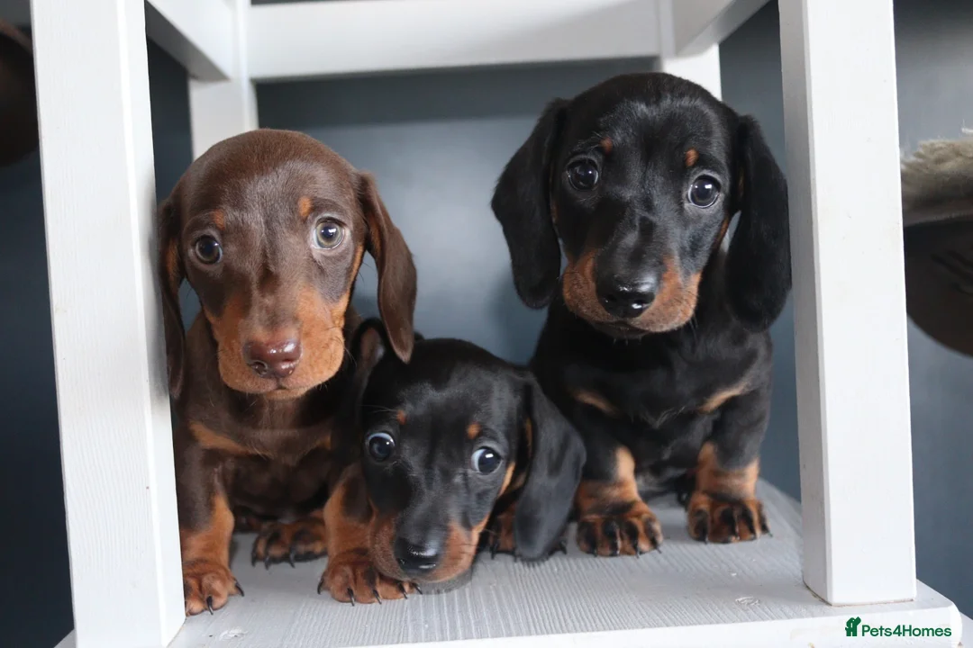 Miniature Dachshund dogs for sale: Beautiful miniature dachshund puppies  - Advert 2