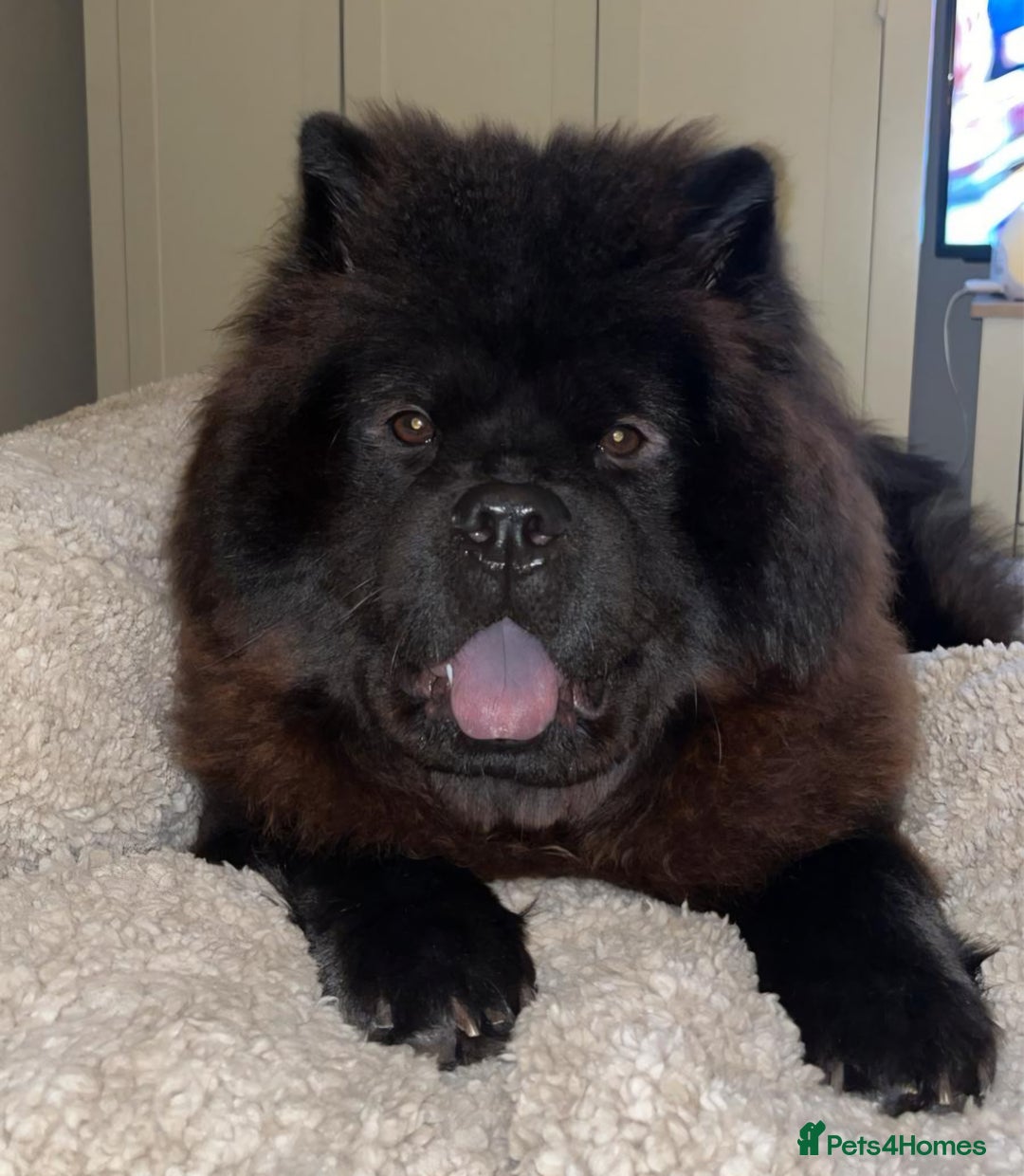 Chow Chow dogs for sale: Beautiful Chow Chow - Advert 4