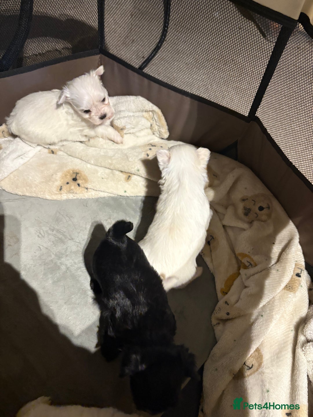 Morkie dogs for sale: Beautiful fluffy maltese - Advert 3