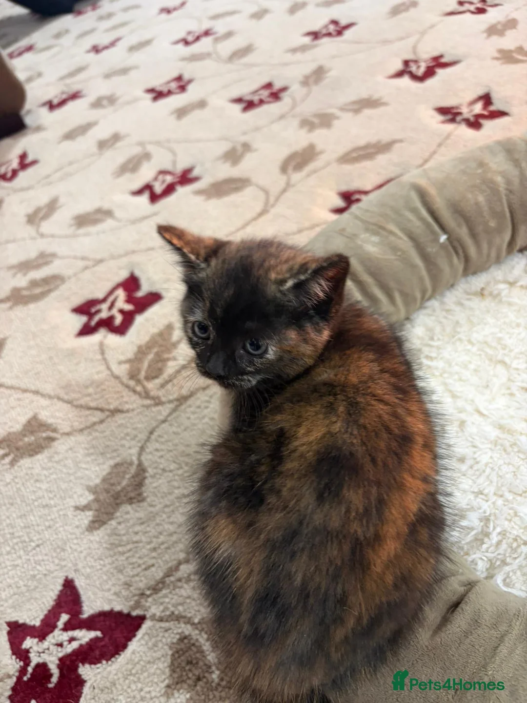 British Shorthair cats for sale: 4 kittens  - Advert 7