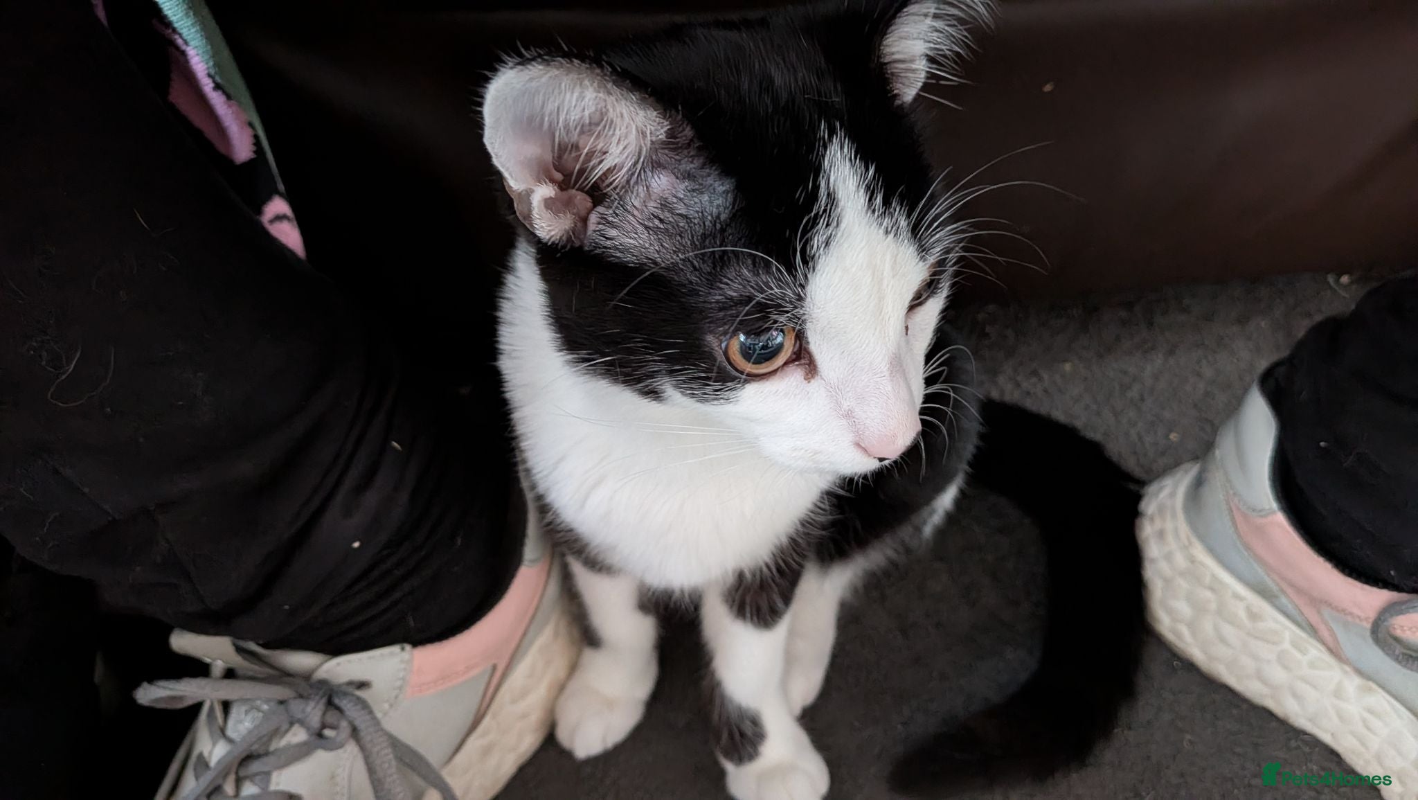 Mixed Breed cats Spock aka Meep - Advert 4