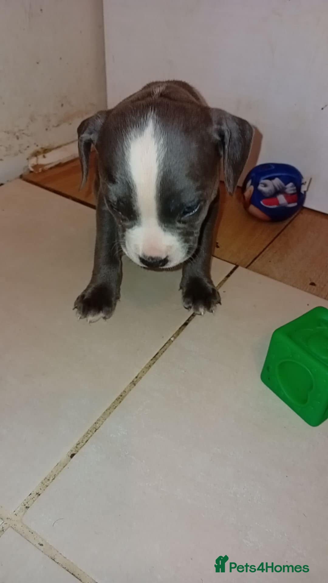Mixed Breed dogs for sale: Puppies for sale  - Advert 6