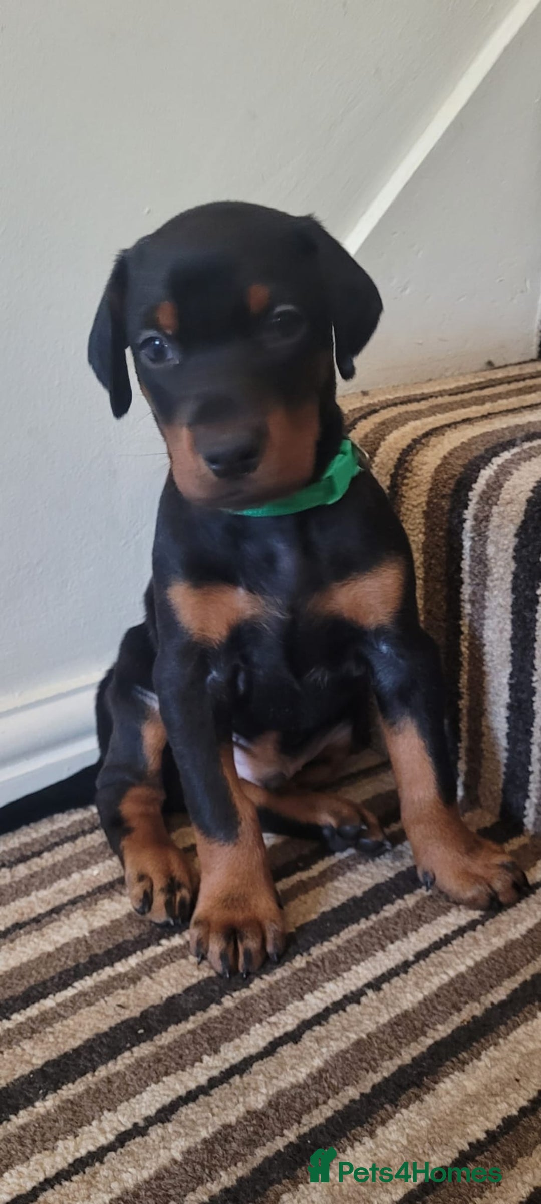 Dobermann dogs for sale: Exceptional Doberman - Advert 18