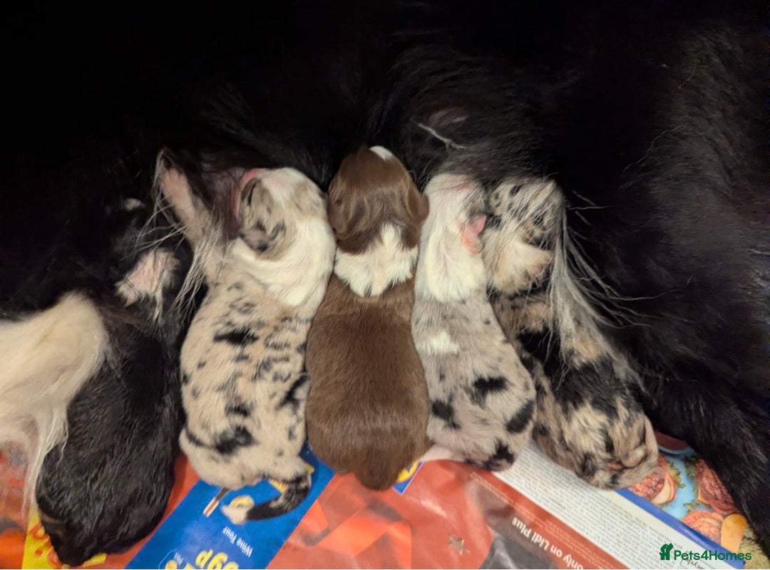 Border Collie dogs for stud: Moss for Stud (ISDS & KC Registered) - Advert 4