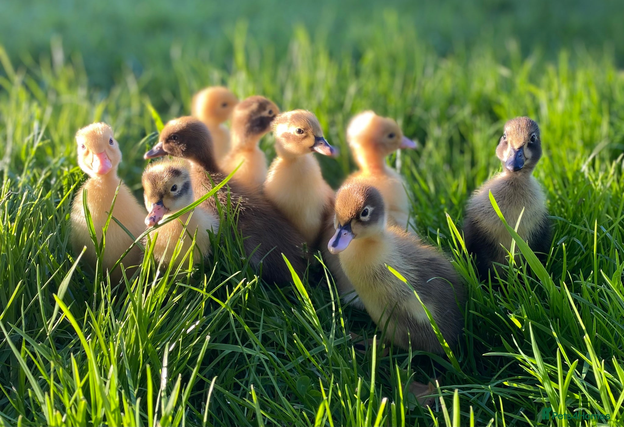 Ducks poultry Indian Runner Ducklings  - Advert 7
