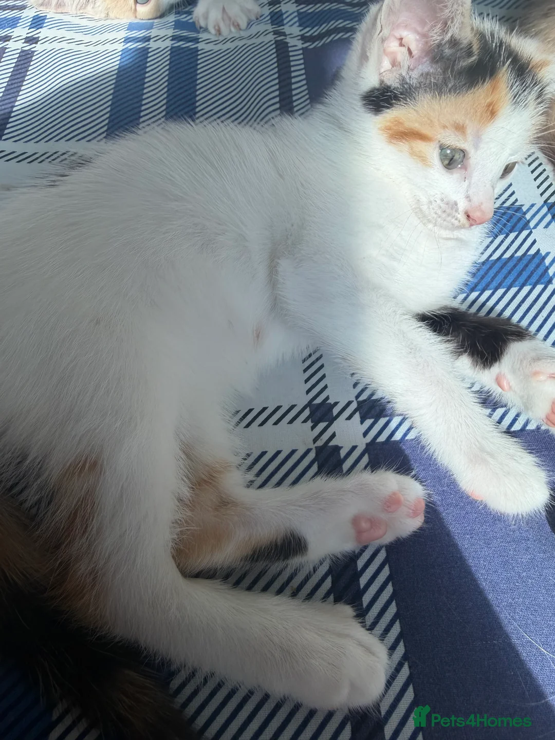 British Shorthair cats for sale: 5 Mixed british shorthair kitten litter  - Advert 2