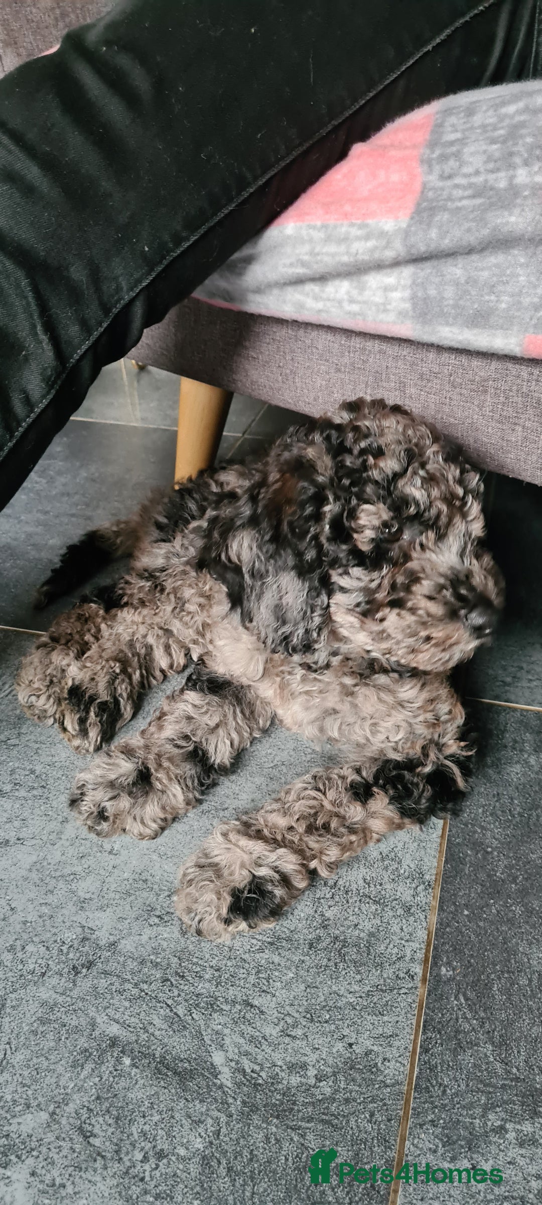 Goldendoodle dogs for sale: Stunning Merle goldendoodle male - Advert 2