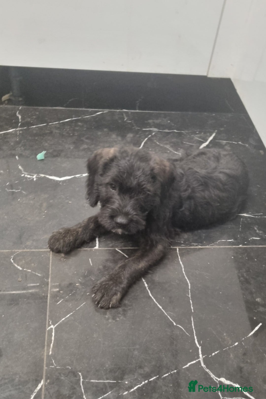 Mixed Breed dogs for sale: ADORABLE puppies  - Image 5