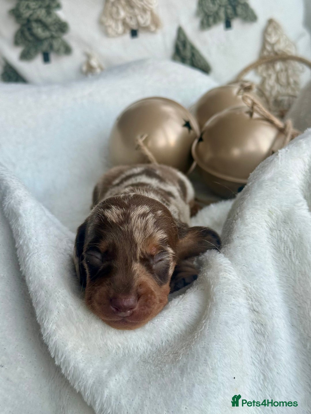 Miniature Dachshund dogs for sale: Kc reg choc tweed dapple & choc n tan  - Advert 4