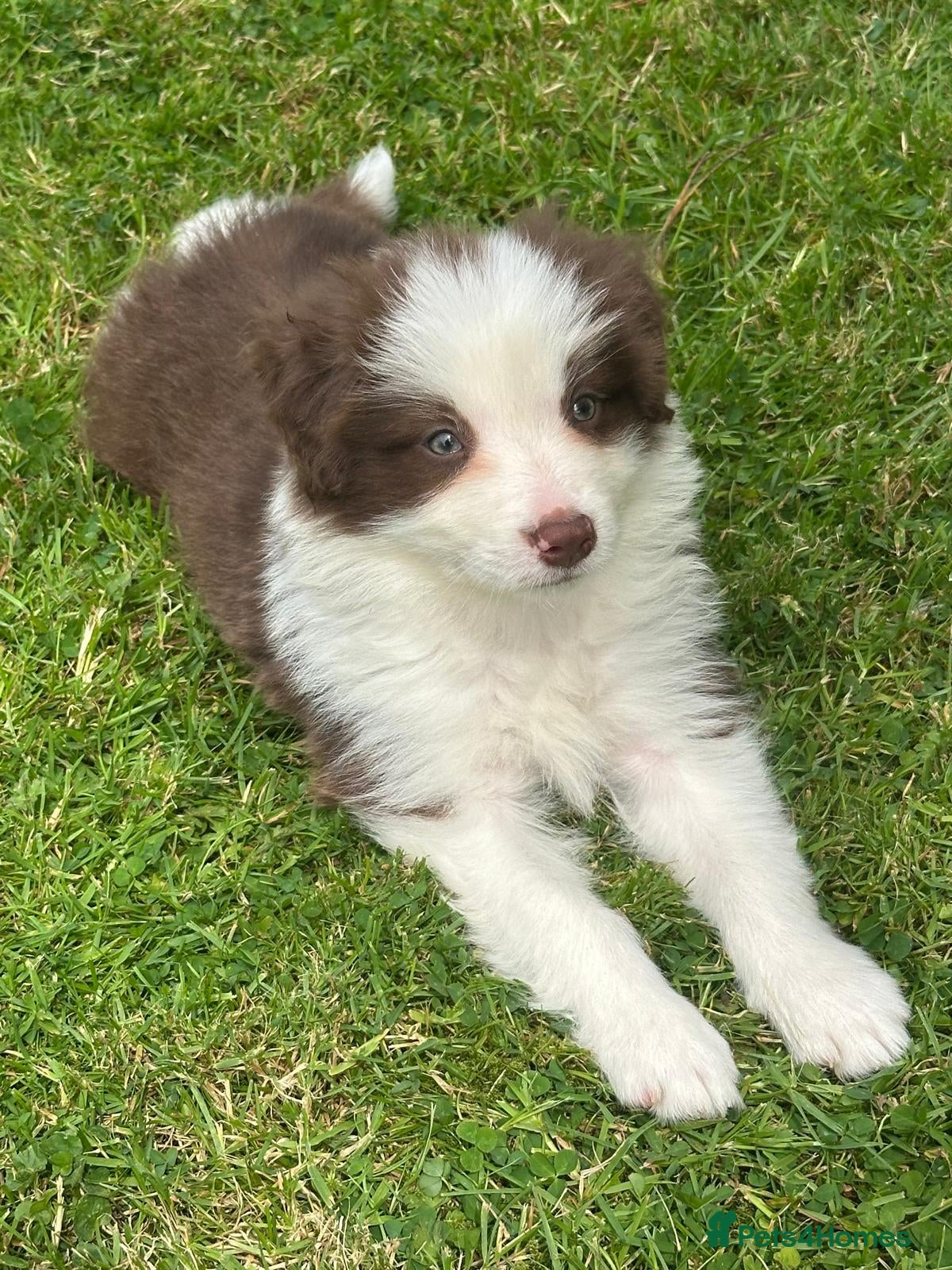 Border Collie dogs Stunning border collie pups  - Advert 1