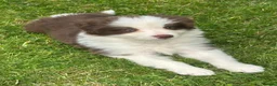 Border Collie dogs for sale: Stunning border collie pups  - Advert 1