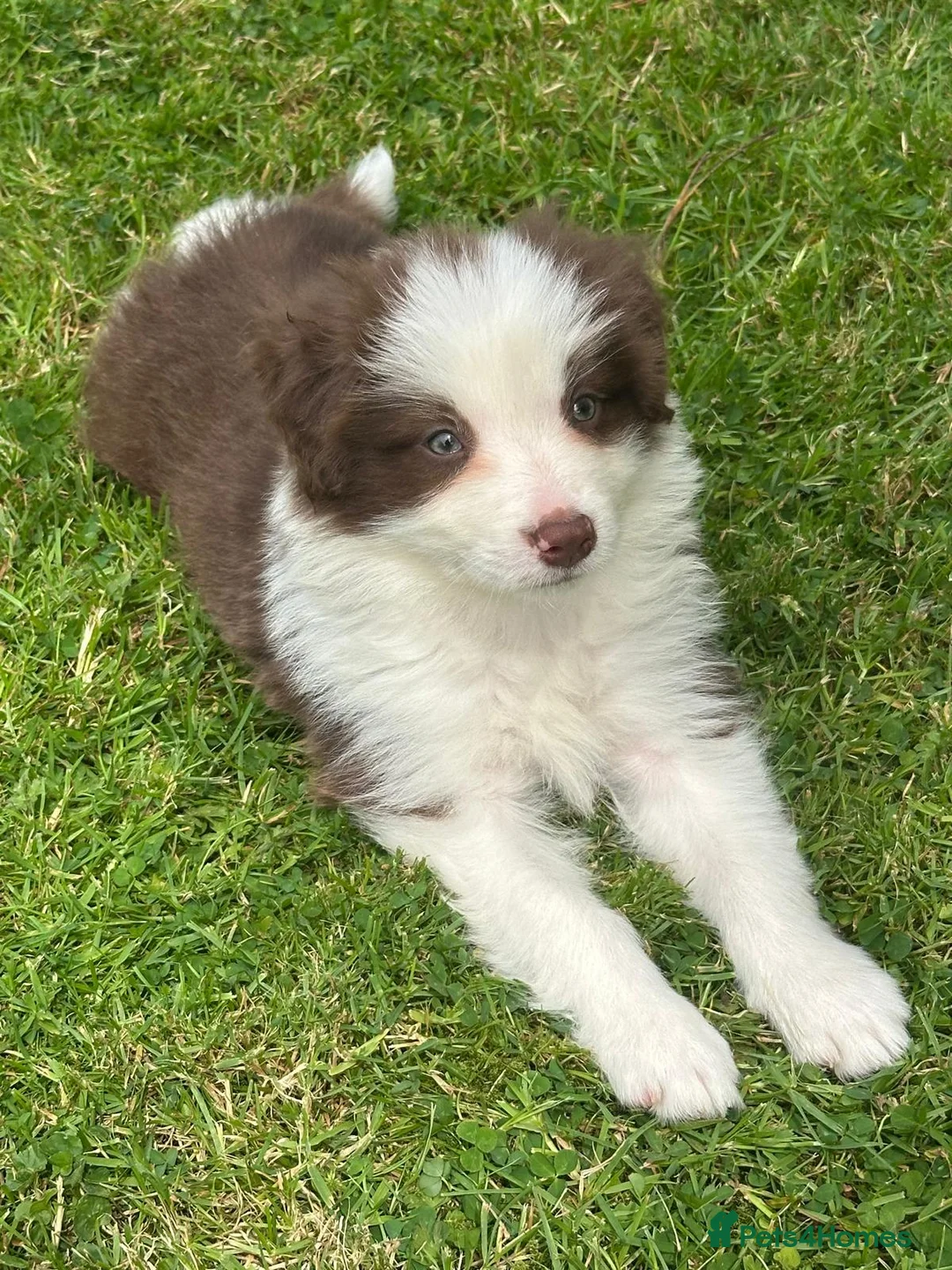 Border Collie dogs for sale: Stunning border collie pups  - Advert 1