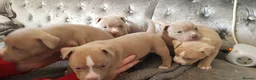 American Bully dogs for sale: American pocket bully puppies - Advert 9