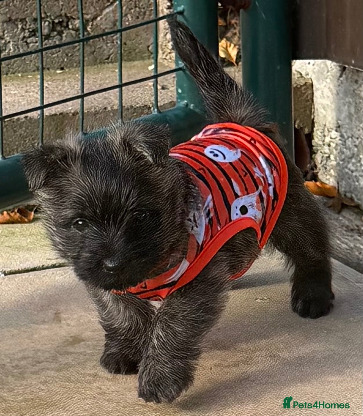 Cairn Terrier dogs for sale: Beautiful cairn terrier puppies  - Advert 4