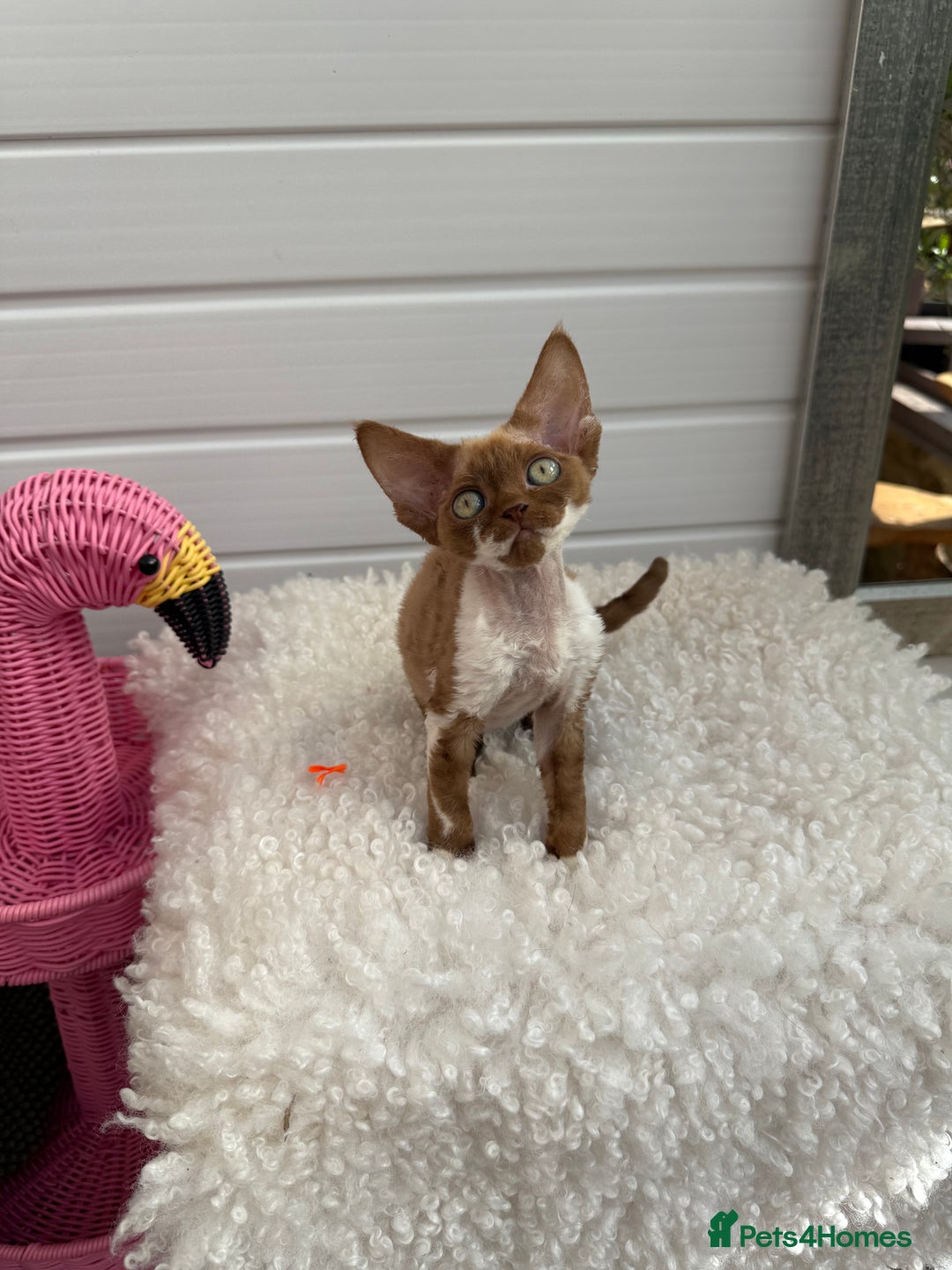 Devon Rex cats for sale: Female Devon Rex cinnamon and white  - Image 1
