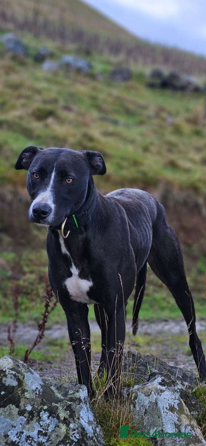 Lurcher dogs Lurcher dog  - Advert 1