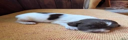 English Springer Spaniel dogs for sale: Beautiful Liver & White Springer Spaniel Puppies - Advert 3