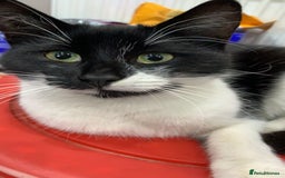 Mixed Breed cats for sale: 2 male kittens for sale - Image 6