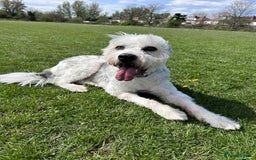 Mixed Breed dogs for adoption: Brian is looking for a home -Mioritic Shepherd  - Image 6