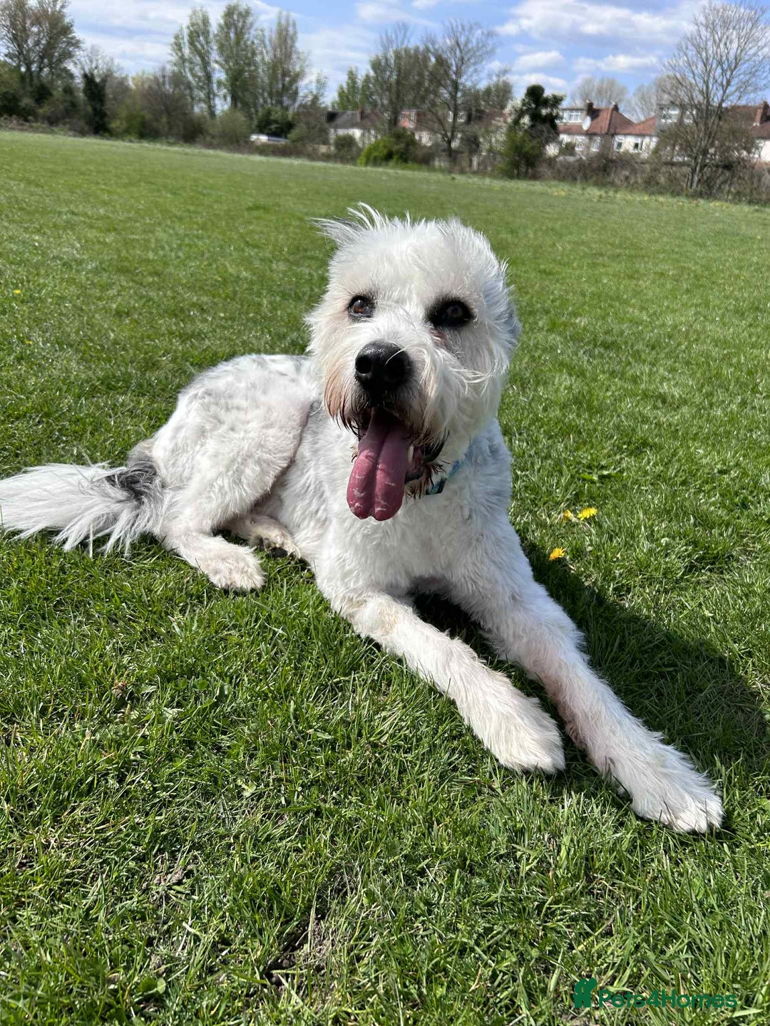 Mixed Breed dogs for adoption: Brian is looking for a home -Mioritic Shepherd  - Image 6