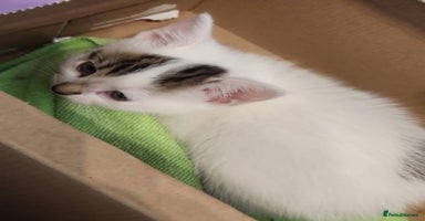 Mixed Breed cats - Advert 8