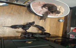 Miniature Dachshund dogs for sale: Miniature Dachshund puppies - Image 2