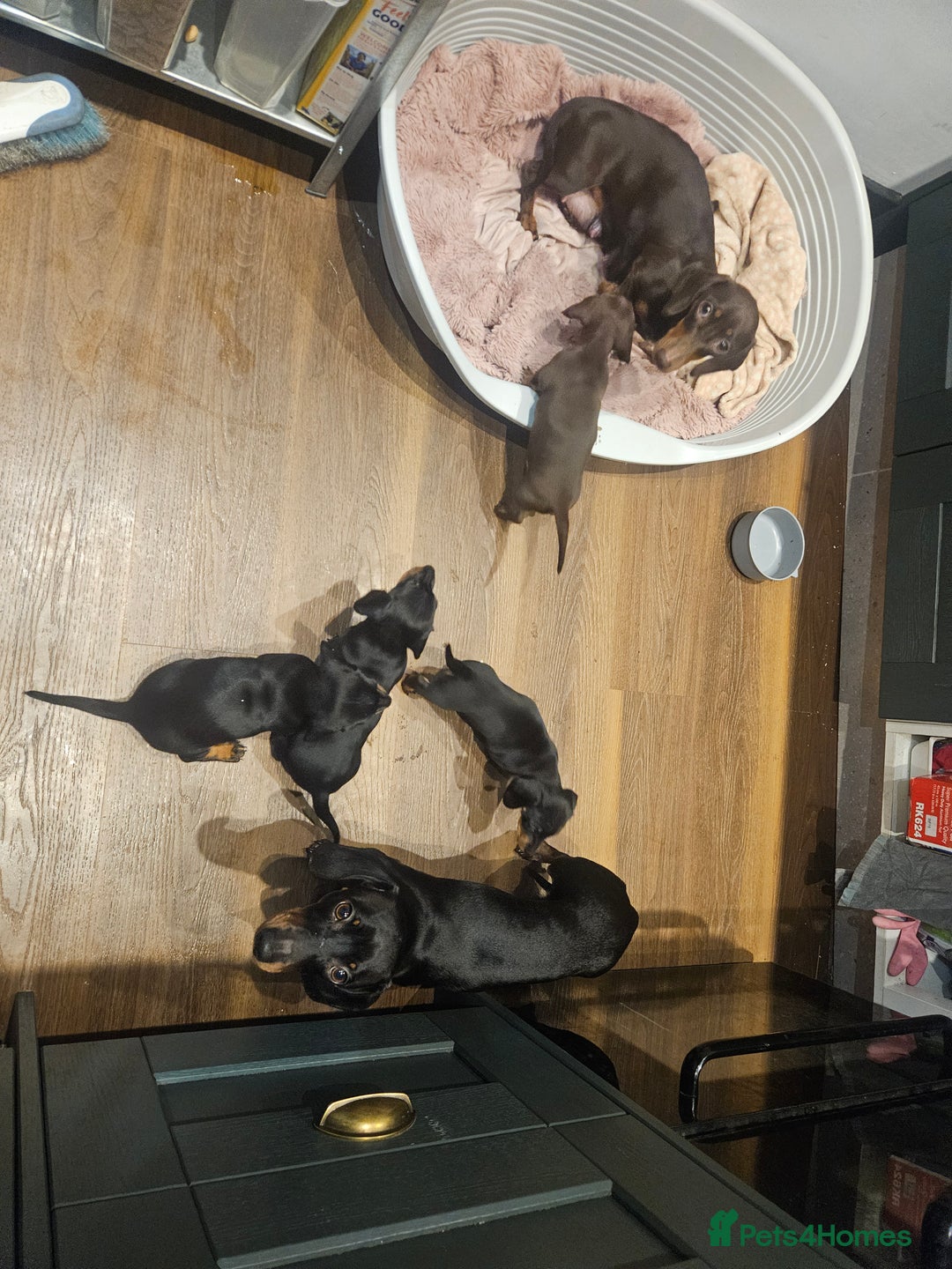 Miniature Dachshund dogs for sale: Miniature Dachshund puppies - Image 2