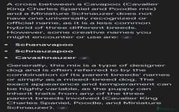 Mixed Breed dogs for sale: 🐾🐶Adorable and very cute Cavaschnauzer 🐶🐾 - Image 25