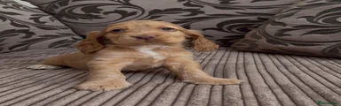Cocker Spaniel Puppy 4