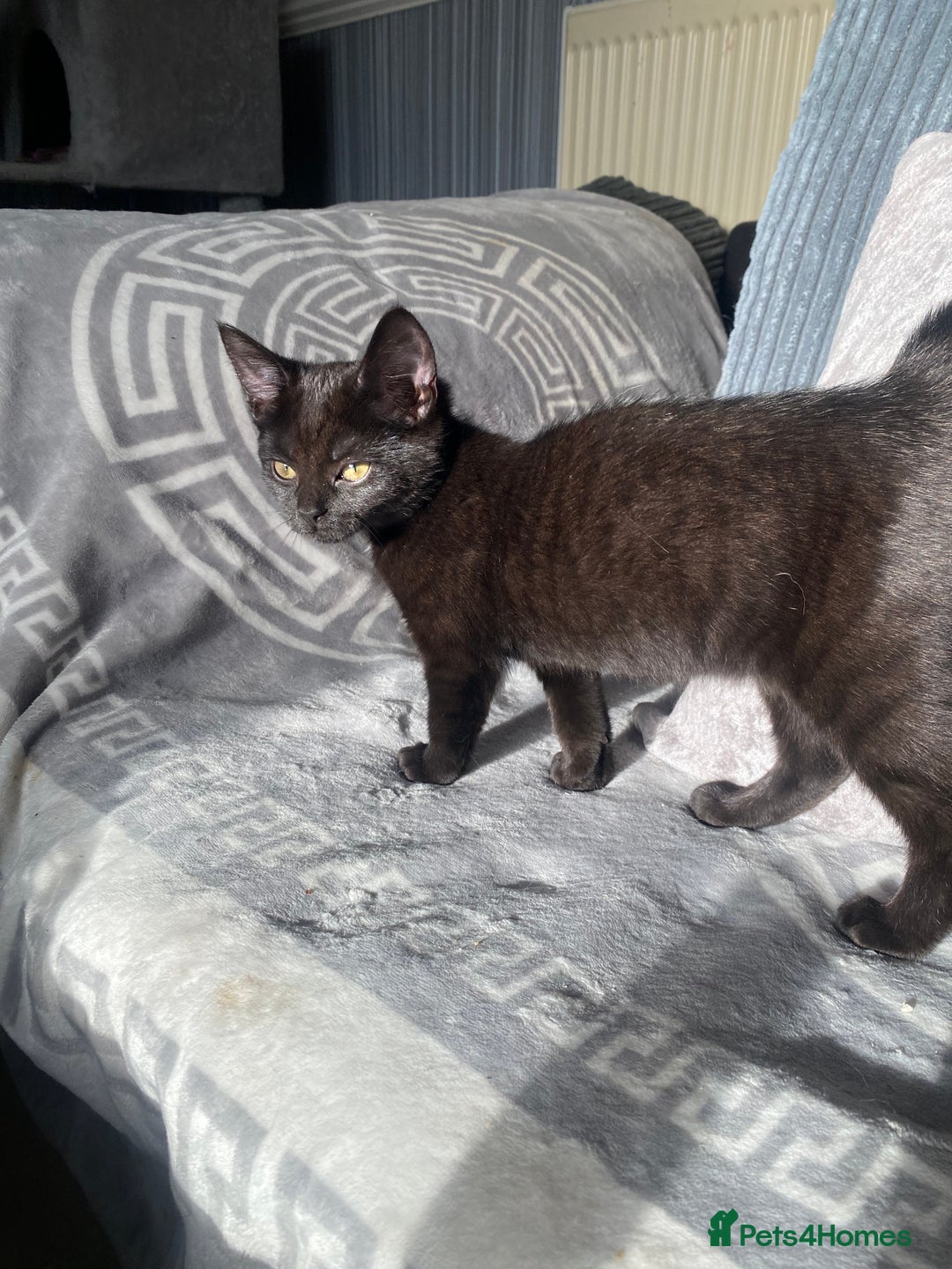 Mixed Breed cats for sale: Beautiful twin kittens  - Image 4