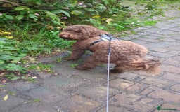 Cockapoo dogs for sale: 4 year old Cockapoo  - Image 2