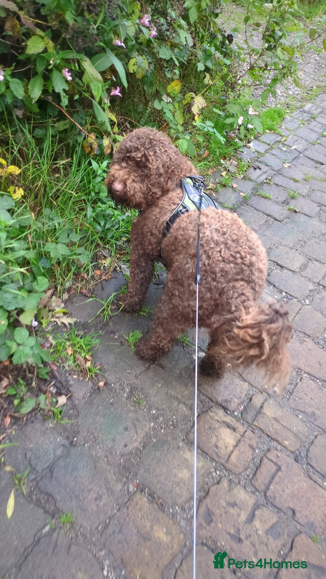 Cockapoo dogs for sale: 4 year old Cockapoo  - Image 2