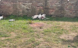 Jack Russell dogs for sale: Jack Russell puppies  - Image 12