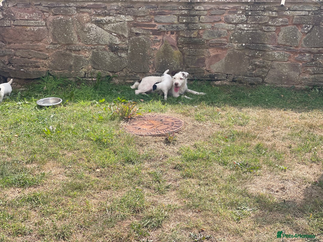Jack Russell dogs for sale: Jack Russell puppies  - Image 12