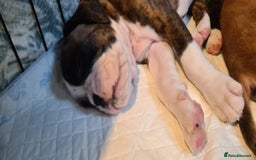 Boxer dogs for sale:  Puppies KC – Exceptional Champion Bloodlines 🐾 - Image 16