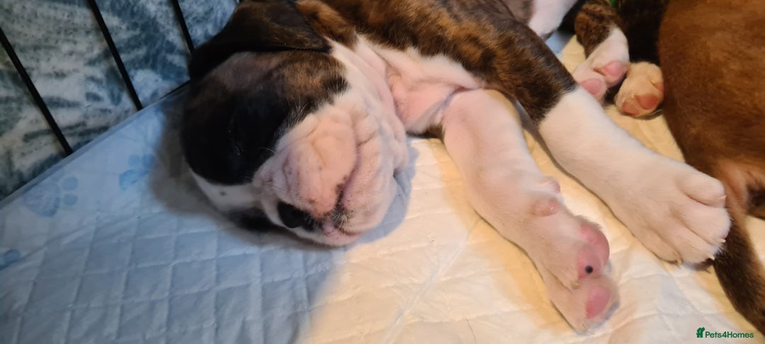 Boxer dogs for sale:  Puppies KC – Exceptional Champion Bloodlines 🐾 - Image 16