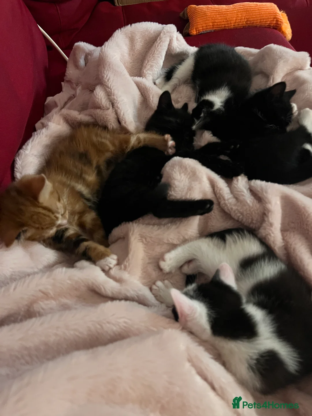 Mixed Breed cats for sale: 5 male kittens ready to find their forever homes.  - Advert 4
