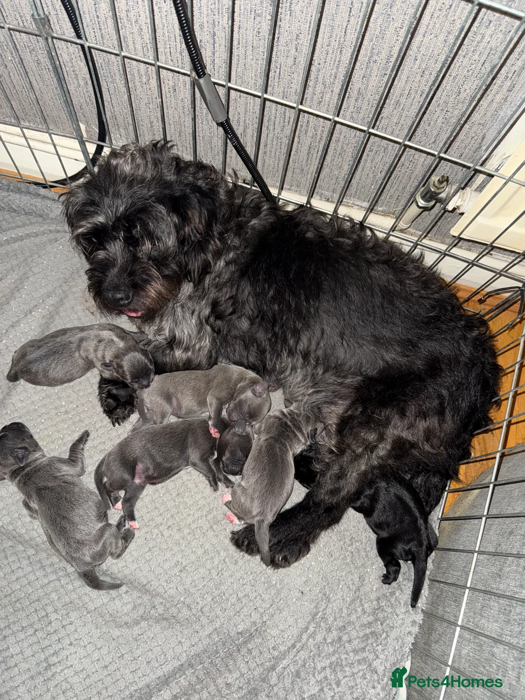 Mixed Breed dogs for sale: Cane corso X patterdale - Advert 9