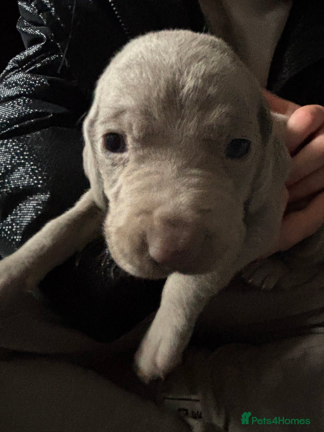 Mixed Breed dogs for sale: Weimardoodle - Image 8
