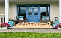 Golden Retriever dogs for sale: Fully health tested parents - Image 10