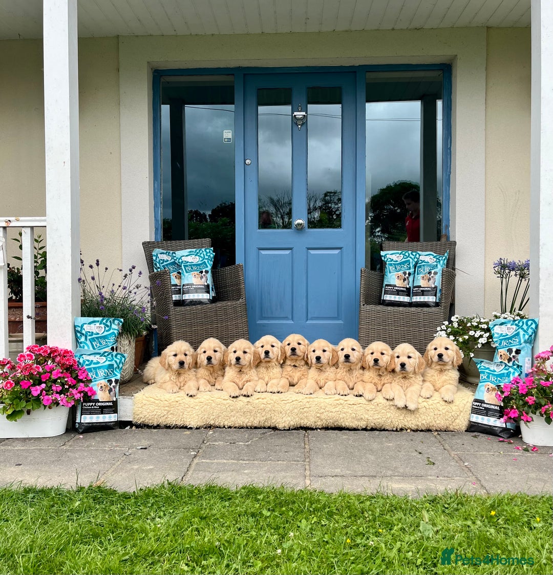 Golden Retriever dogs for sale: Fully health tested parents - Image 10