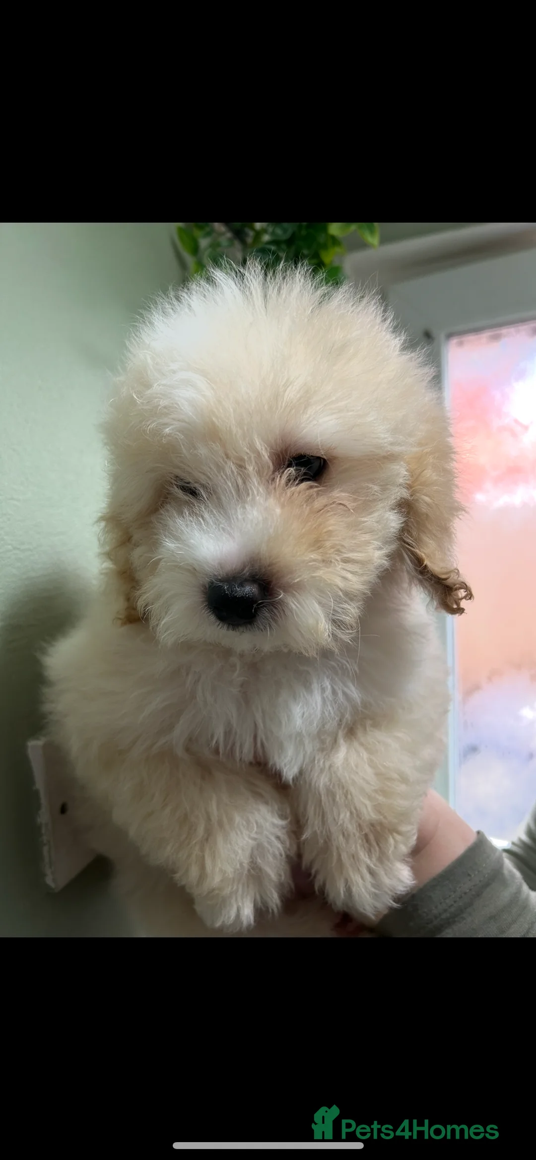Cavapoo dogs for sale: BEAUTIFUL TOY CAVAPOOS - Advert 14