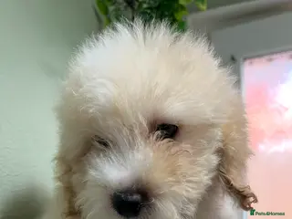 Cavapoo dogs BEAUTIFUL TOY CAVAPOOS - Advert 2