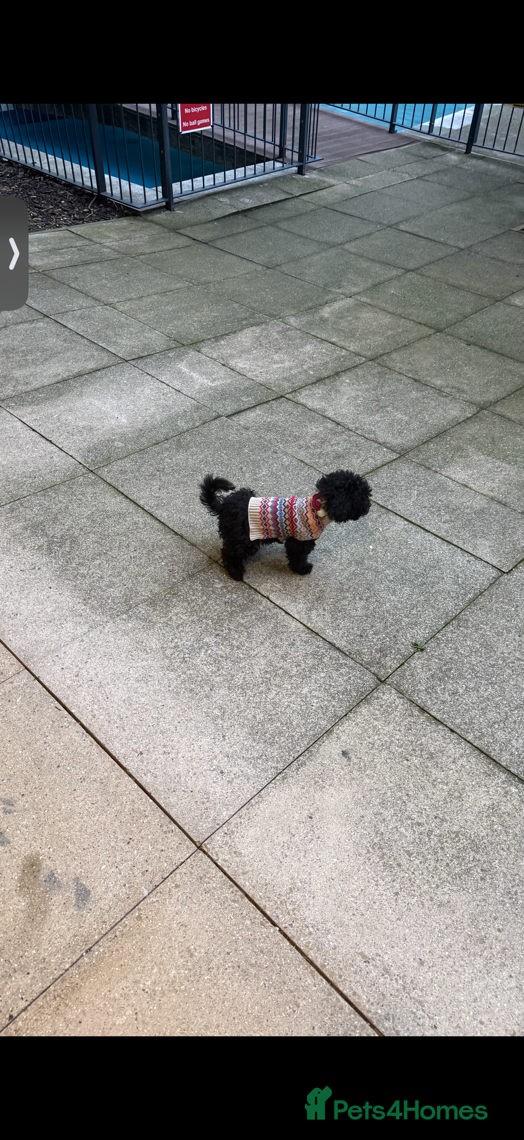 Cockapoo dogs for sale: Adorable Female Cockapoo Puppy for Sale - Advert 5