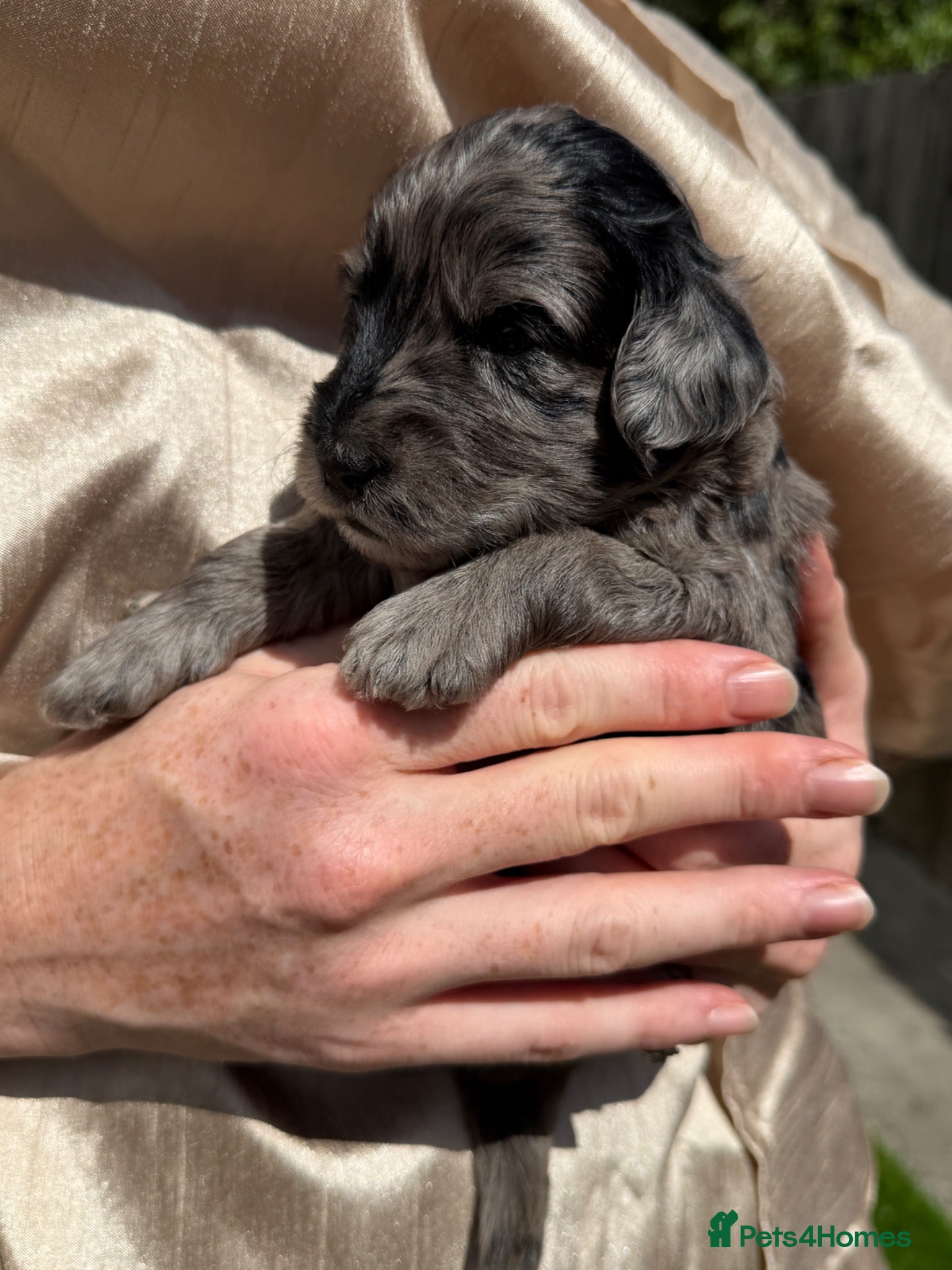 Mini Goldendoodle dogs Beautiful miniature F2b goldendoodles.  - Advert 1