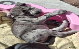 Mixed Breed dogs for sale: HARLEQUINN CANE CORSO X AMERICAN BULLDOGGE - Image 3