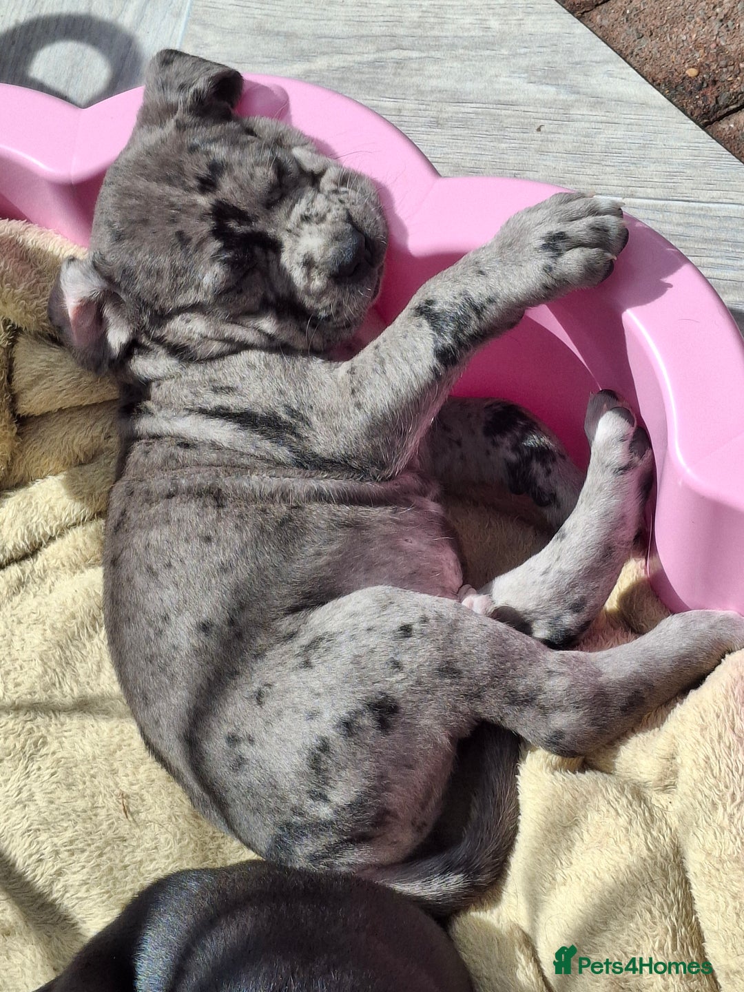 Mixed Breed dogs for sale: HARLEQUINN CANE CORSO X AMERICAN BULLDOGGE - Image 3