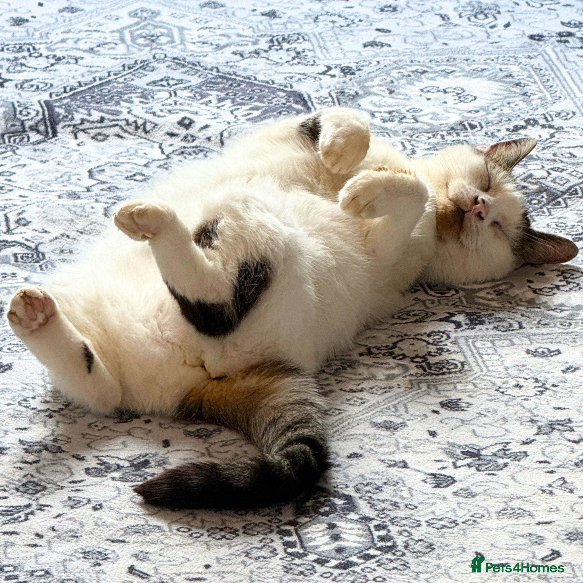 Mixed Breed cats Silly Upside Down Cat - Advert 17